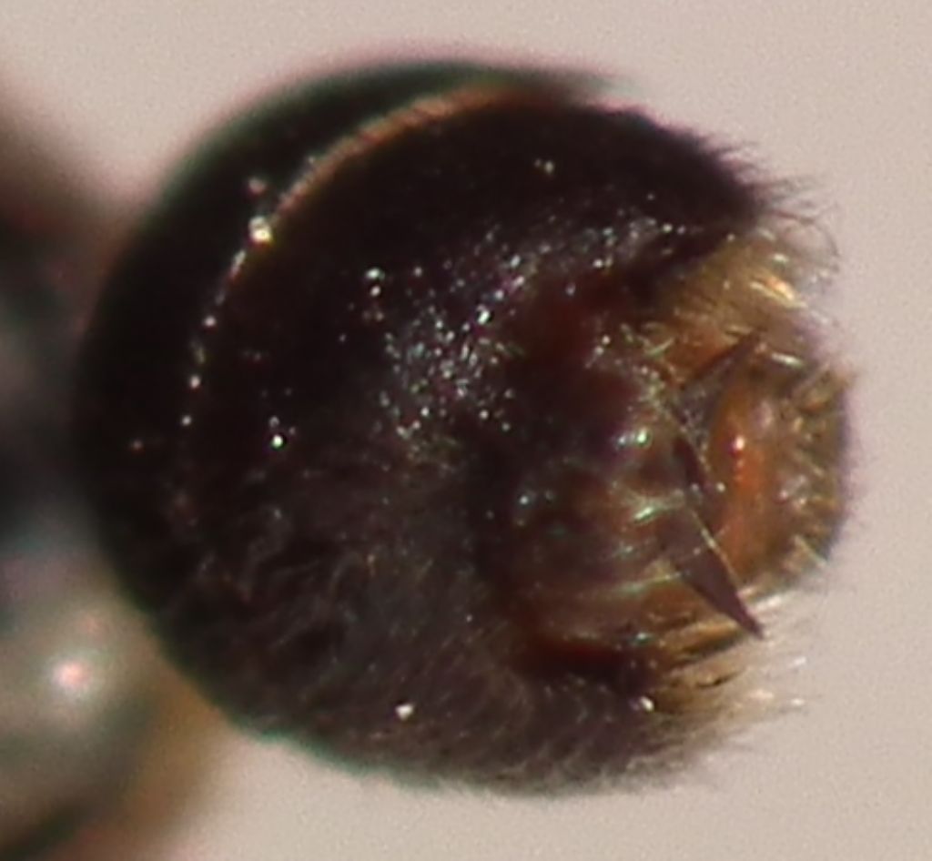 Lygaeidae:   Horvathiolus superbus